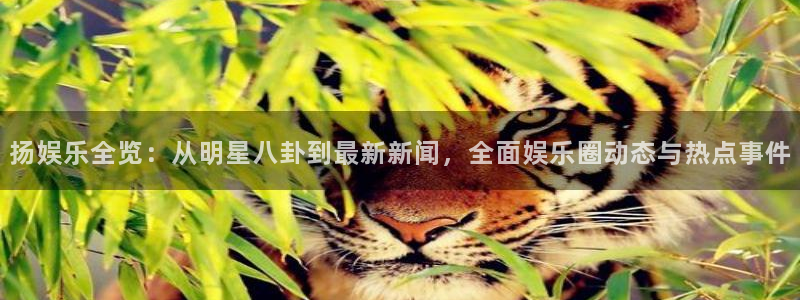 泰达娱乐麻将胡了：扬娱乐全览：从明星八卦到最新新闻，全面娱乐圈动态与热点事件