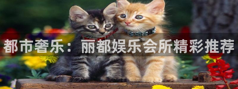 泰达娱乐凯捷平台注册链接：都市奢乐：丽都娱乐会所精彩推荐